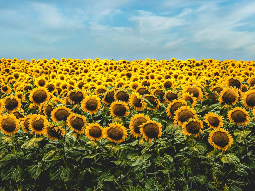 Dicht blühendes Sonnenblumenfeld unter strahlend blauem Sommerhimmel