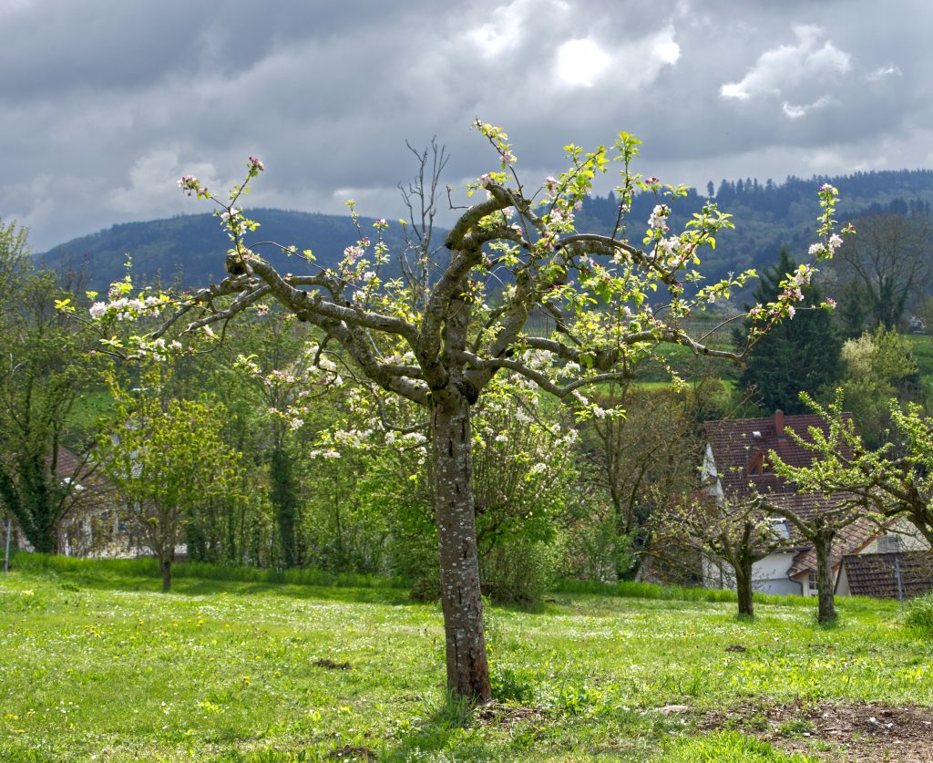 Alter Apfelbaum in voller Blüte auf einer Wiese, im Hintergrund Ortsrand und Hügel